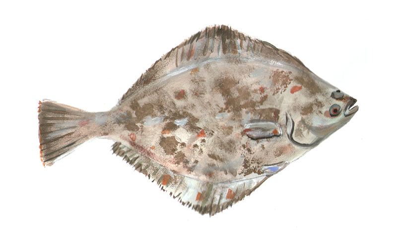 魚の歯は食べるものによって違います。